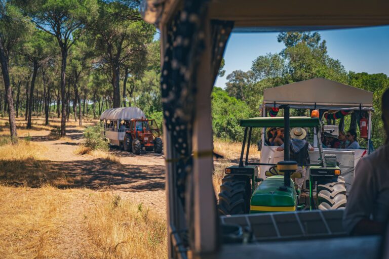 remolques en El Camino de El Rocío para empresas cruzando los pinos de Doñana